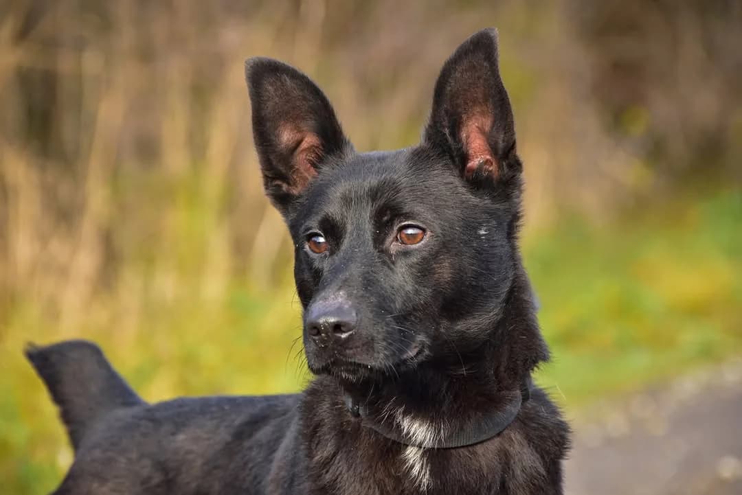 Archie, Mixed Breed (ÚVP Košice)