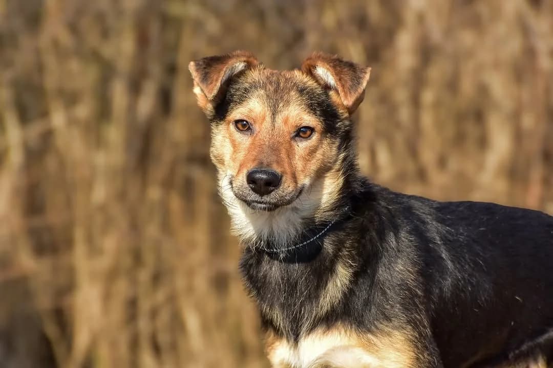 Arko, Mixed Breed (ÚVP Košice)