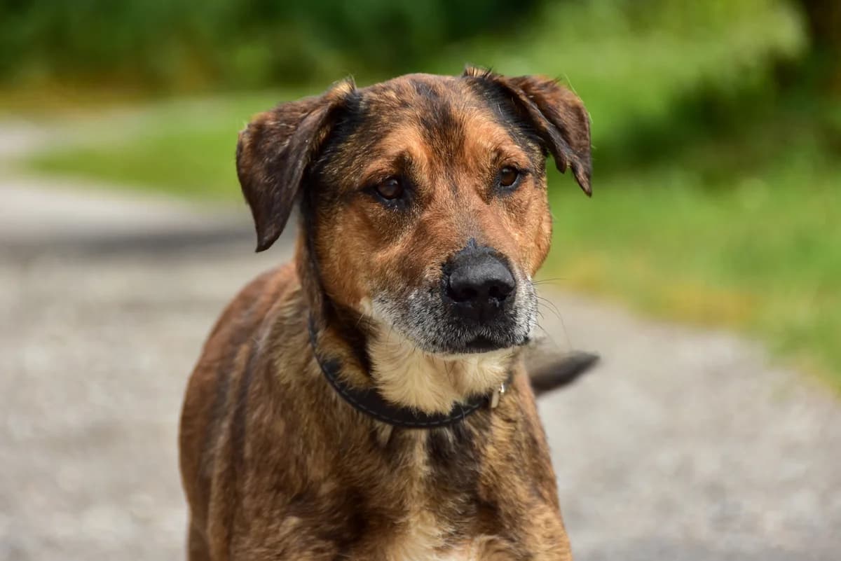 Áron, Mixed Breed (ÚVP Košice)
