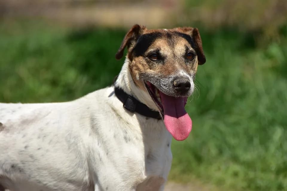 Arthur, Mixed Breed (ÚVP Košice)