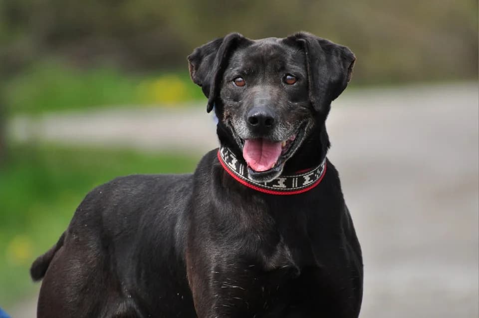 Artuš, male Mixed Breed for adoption at ÚVP Košice