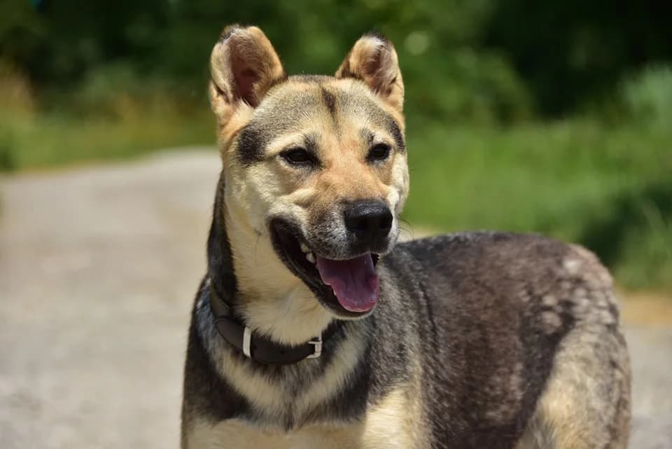 Arwen, Mixed Breed (ÚVP Košice)