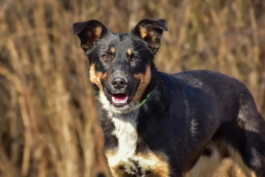 Axel, Mixed Breed (ÚVP Košice)