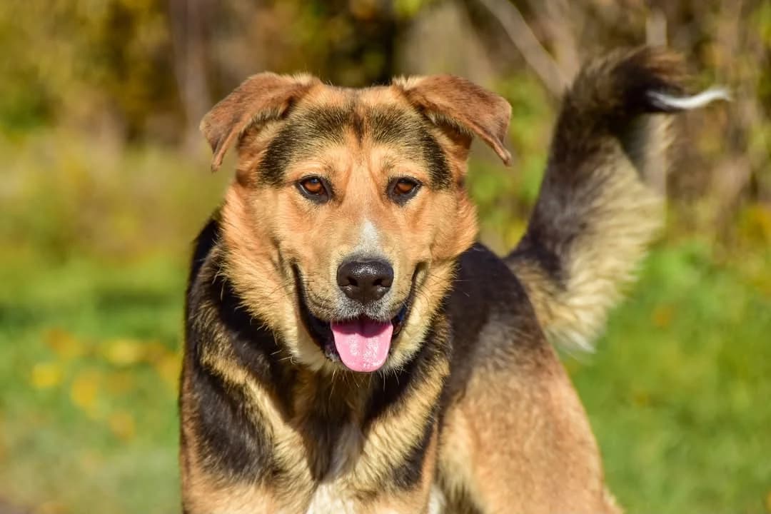 Baldo, Mixed Breed (ÚVP Košice)