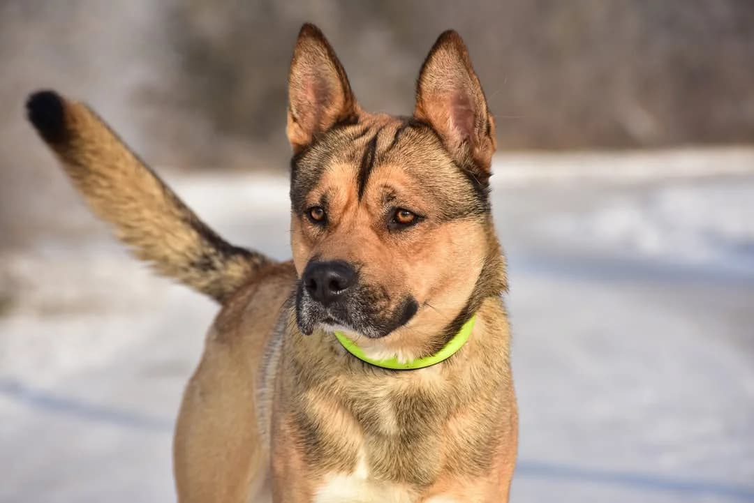 Bambi, Mixed Breed (ÚVP Košice)
