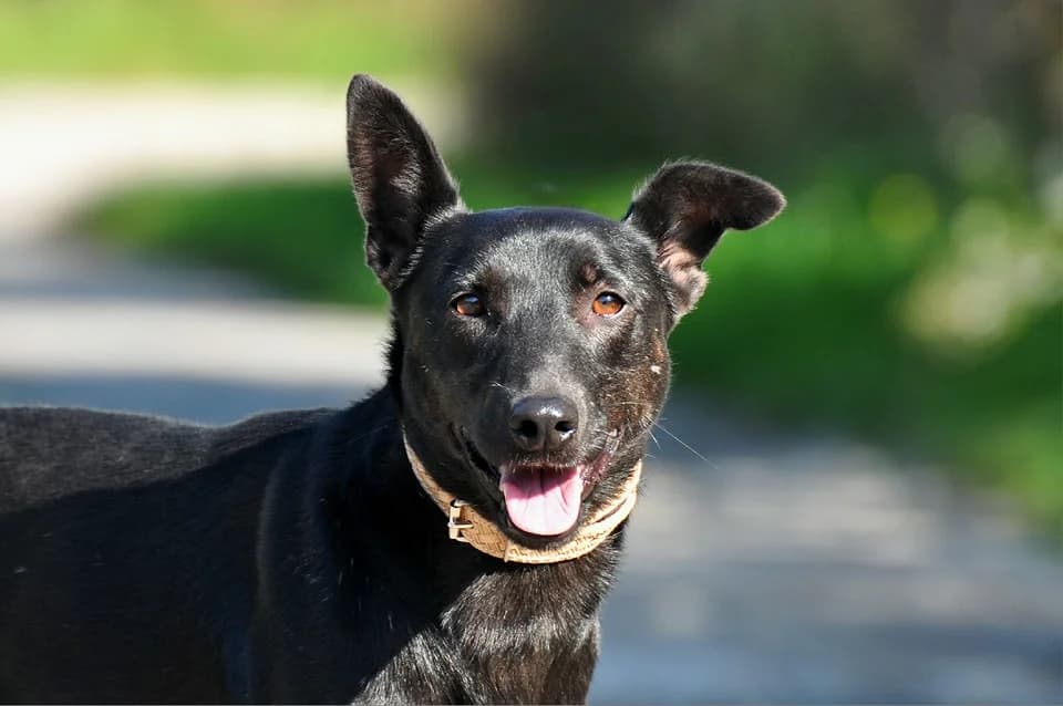 Barón, male Mixed Breed for adoption at ÚVP Košice