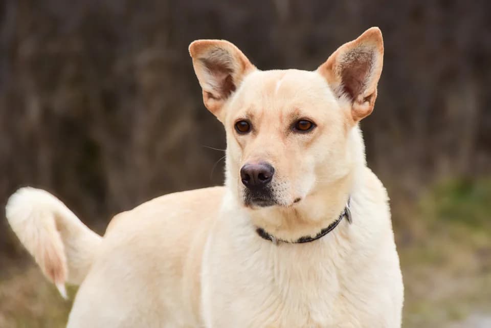 Bart, Mixed Breed (ÚVP Košice)