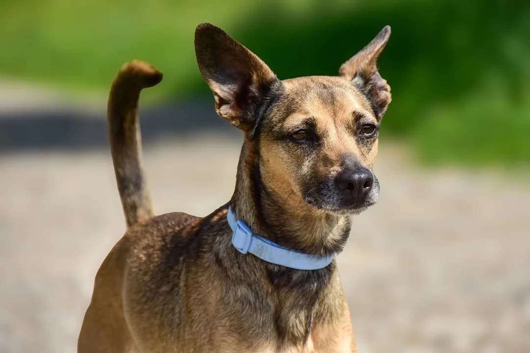 Beatrice, female Mixed Breed for adoption at ÚVP Košice