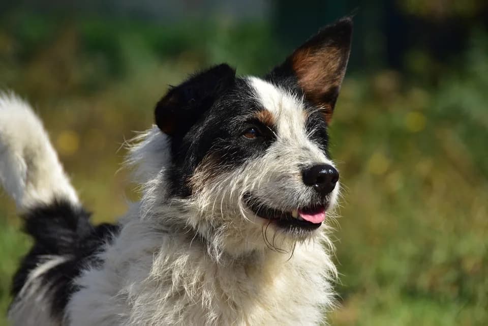 Bendžo, Mixed Breed (ÚVP Košice)