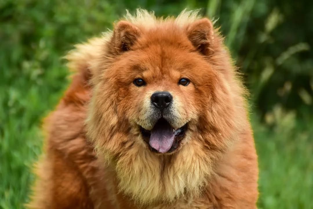 Berry, male Mixed Breed for adoption at ÚVP Košice