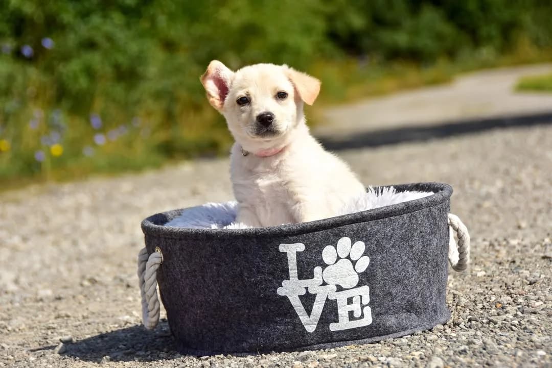 Bibka, female Mixed Breed for adoption at ÚVP Košice