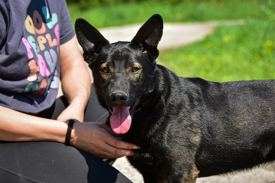 Billy, Mixed Breed (ÚVP Košice)