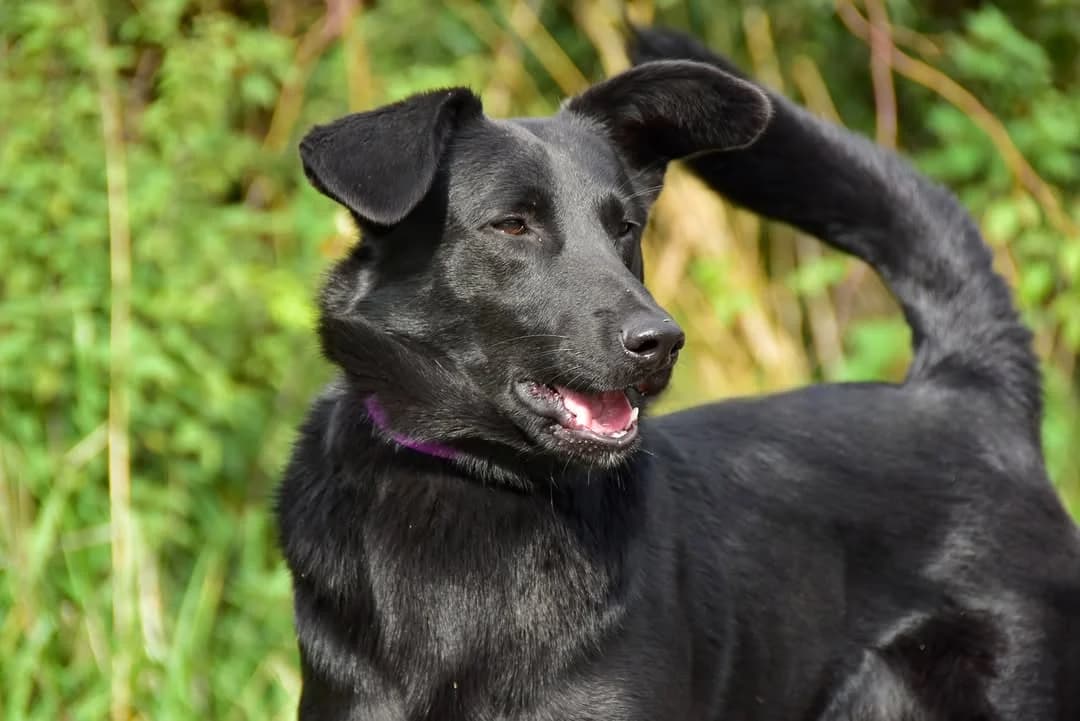 Blacky, Mixed Breed (ÚVP Košice)