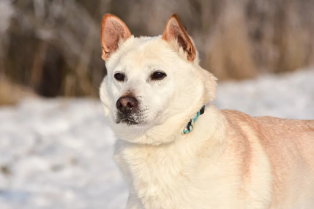 Bobo, Mixed Breed (ÚVP Košice)