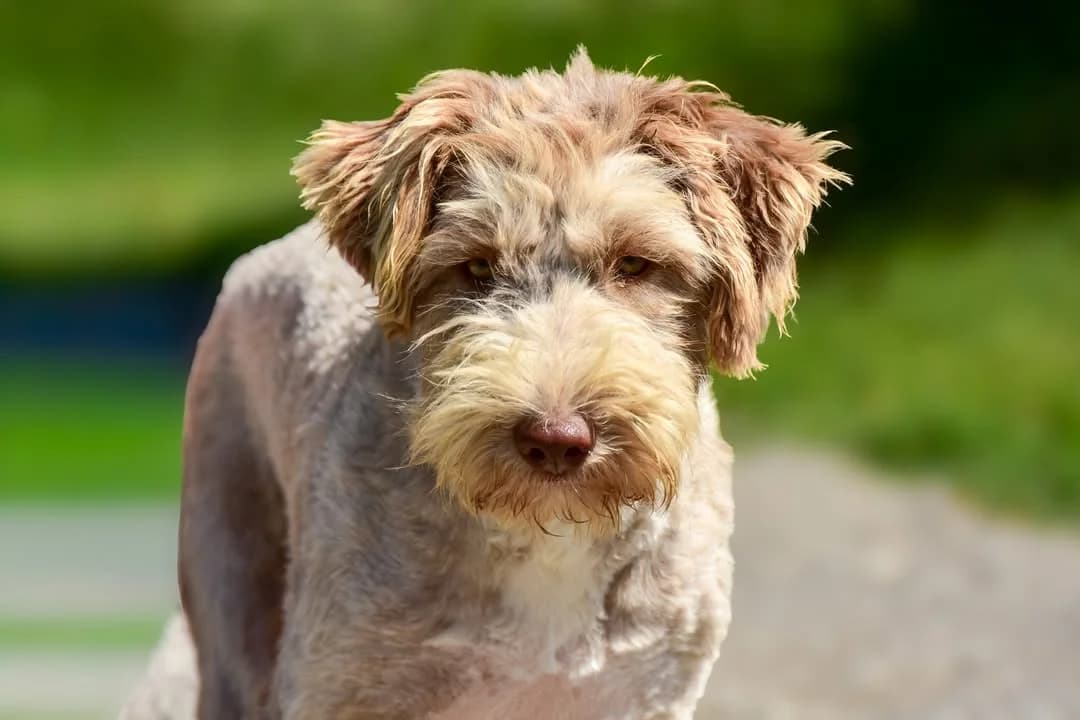 Bodri Rezervovaná, female Mixed Breed for adoption at ÚVP Košice