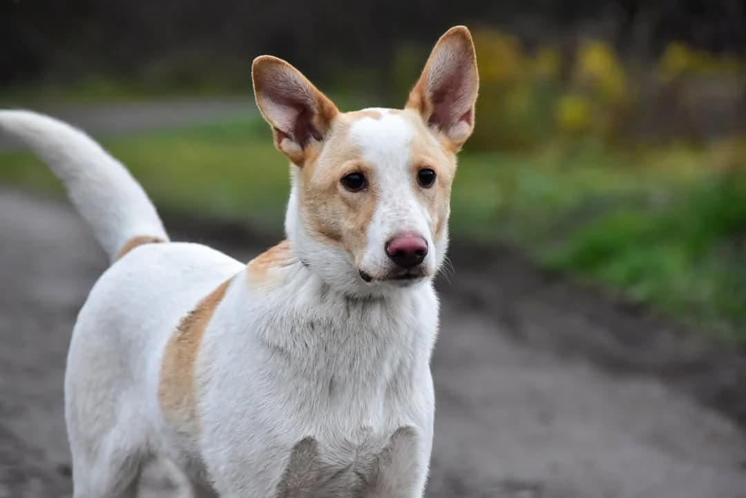Bodrík, Mixed Breed (ÚVP Košice)
