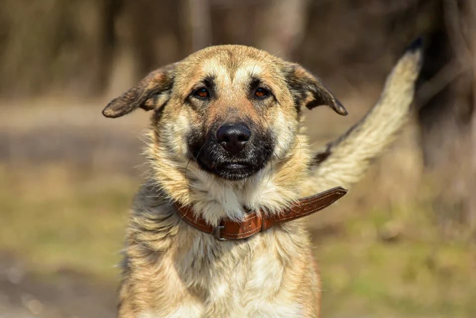 Bona, Mixed Breed (ÚVP Košice)