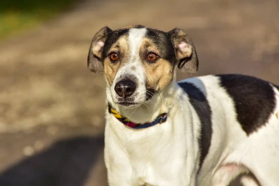 Bond, Mixed Breed (ÚVP Košice)
