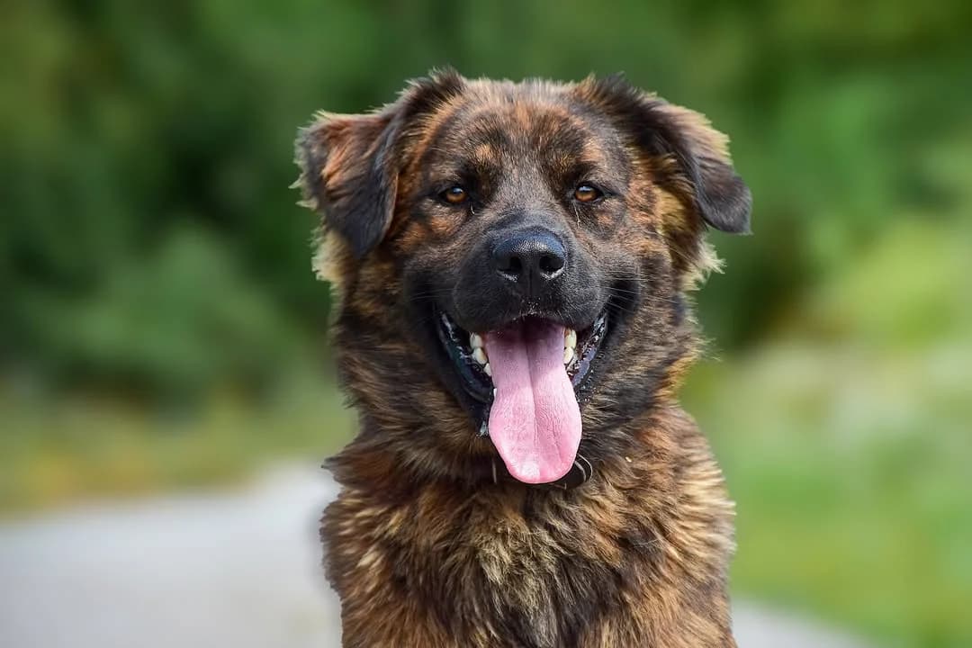 Brunko, male Mixed Breed for adoption at ÚVP Košice