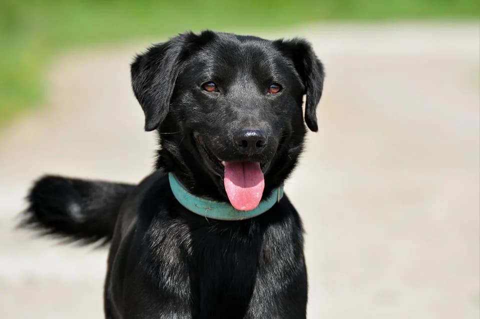 Bruno, male Mixed Breed for adoption at ÚVP Košice