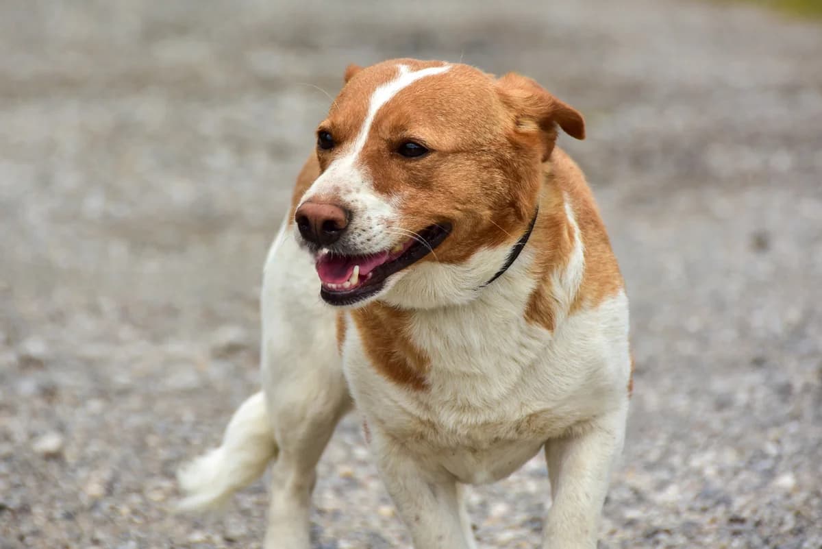 Bubka, Mixed Breed (ÚVP Košice)