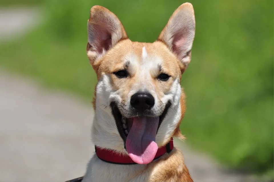 Budy, male Mixed Breed for adoption at ÚVP Košice