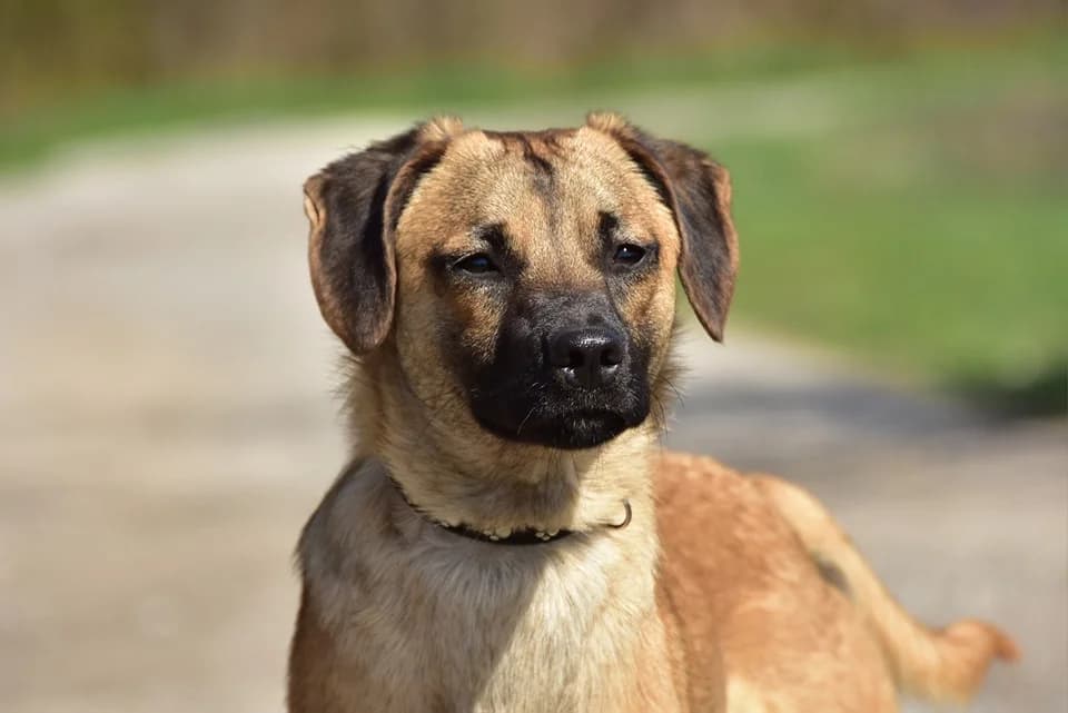 Buffy, Mixed Breed (ÚVP Košice)