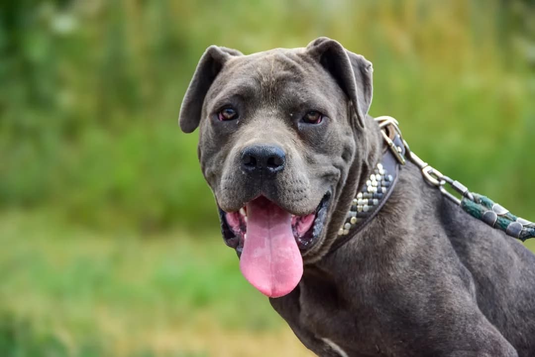 Cabana, Mixed Breed (ÚVP Košice)