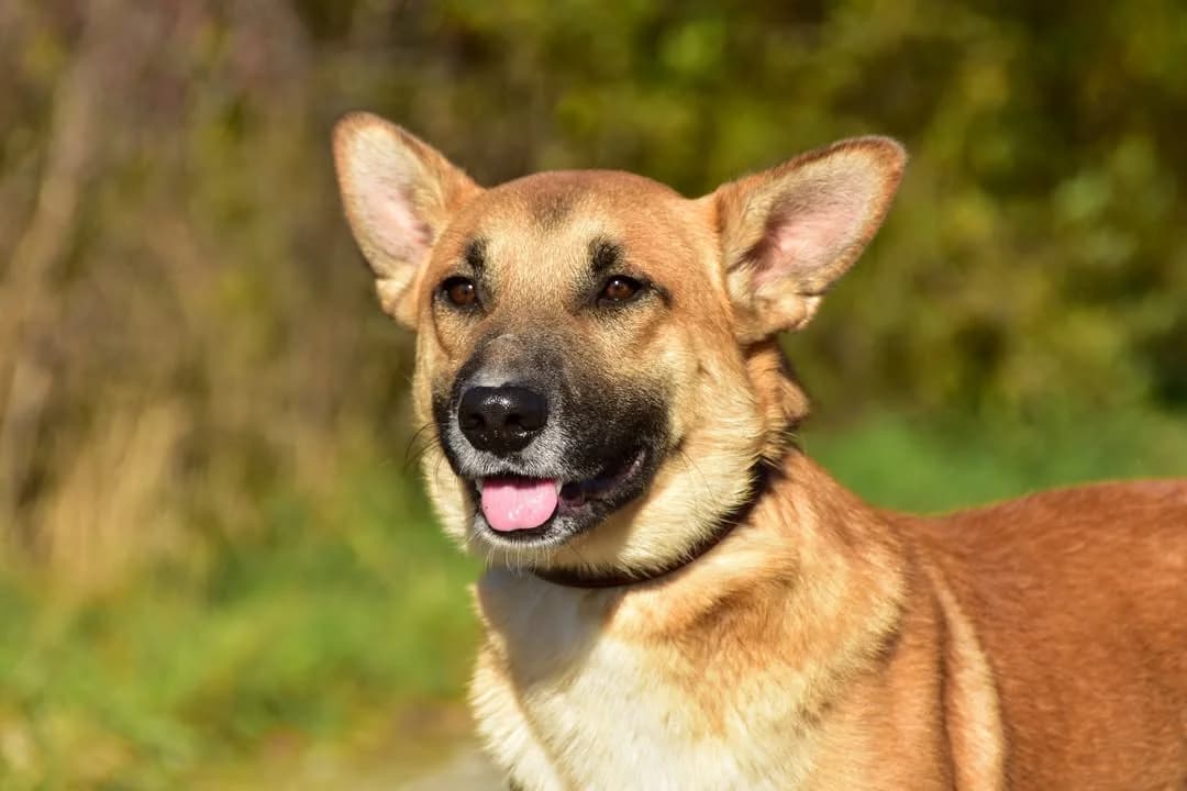 Charlie, Mixed Breed (ÚVP Košice)
