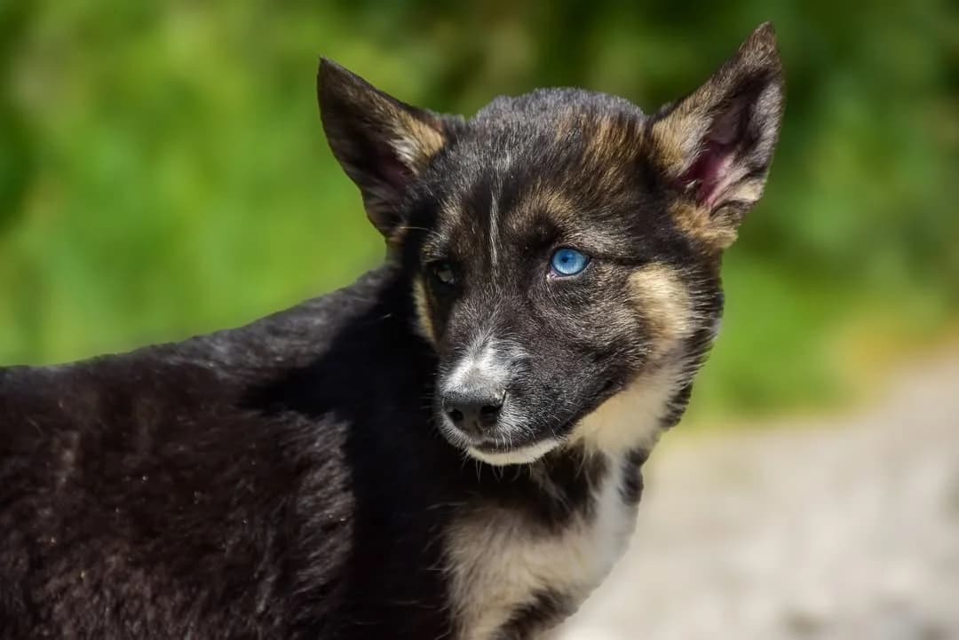 Chip Rezervovaný, Mixed Breed (ÚVP Košice)