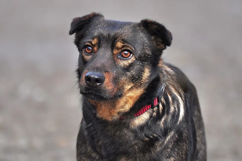 Clarisa, female Mixed Breed for adoption at ÚVP Košice