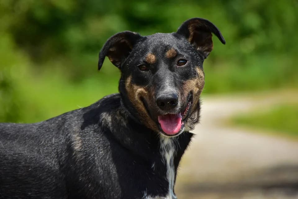 Clif, Mixed Breed (ÚVP Košice)