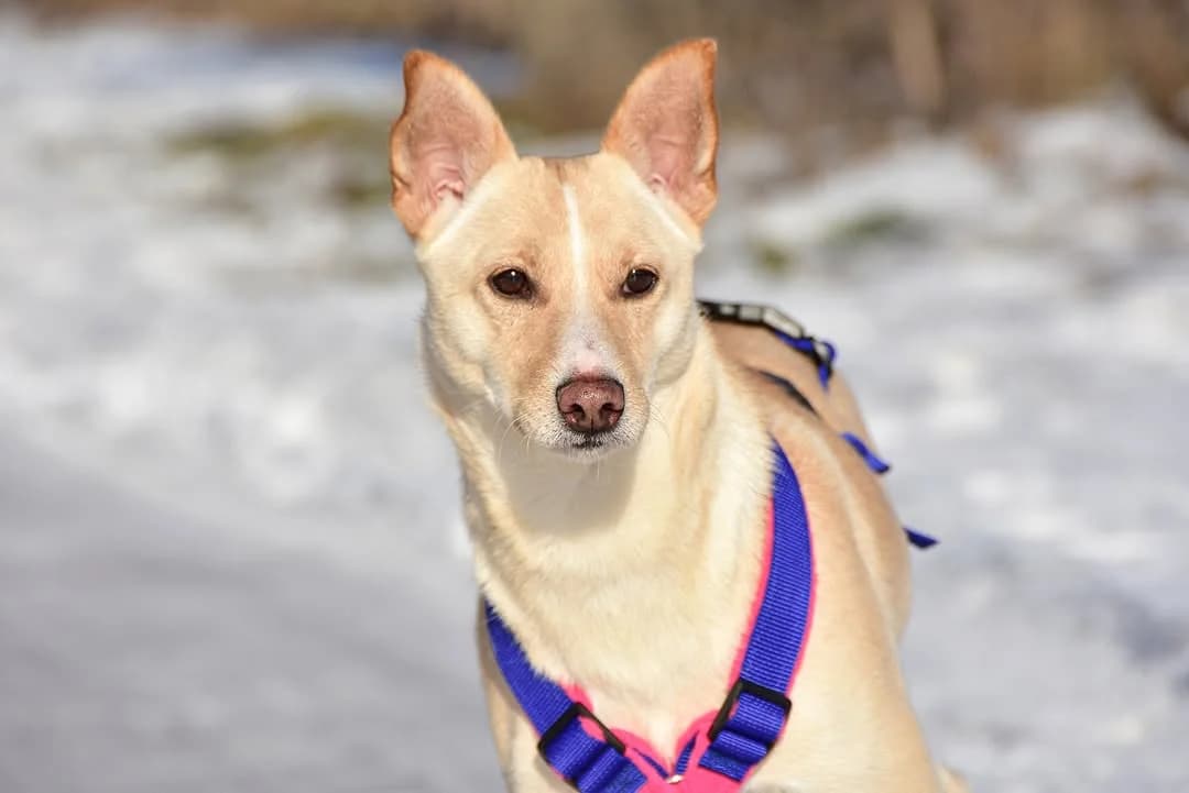 Connie, Mixed Breed (ÚVP Košice)