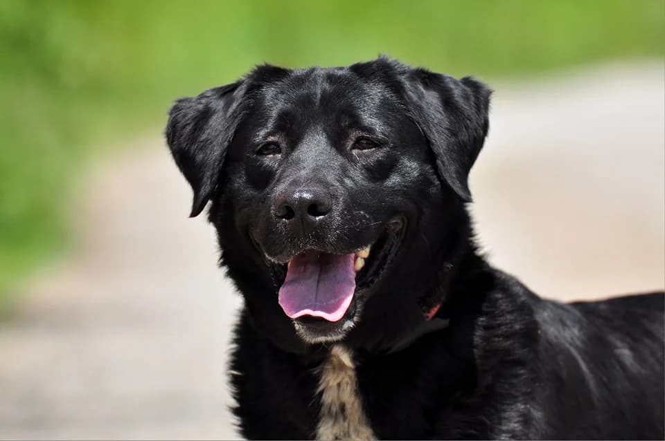 Dakota, female Mixed Breed for adoption at ÚVP Košice