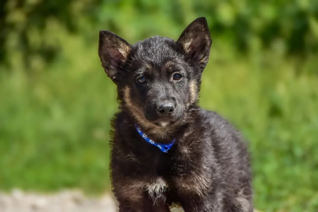 Dale, Mixed Breed (ÚVP Košice)