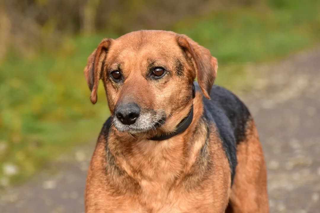 Dalma, Mixed Breed (ÚVP Košice)
