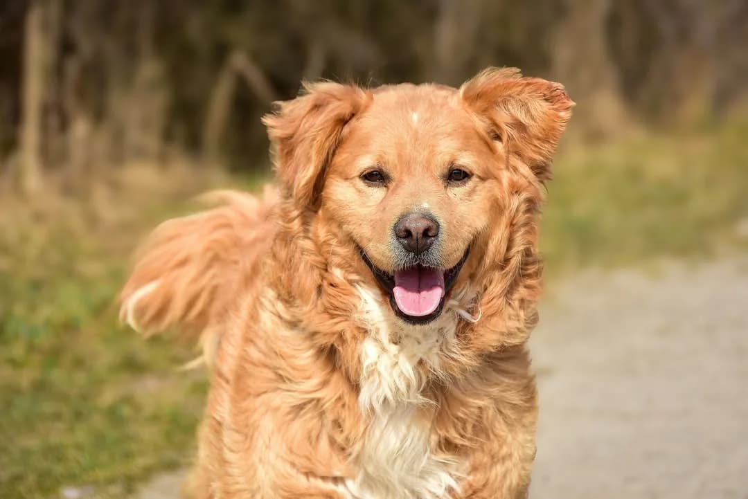 Damián, Mixed Breed (ÚVP Košice)
