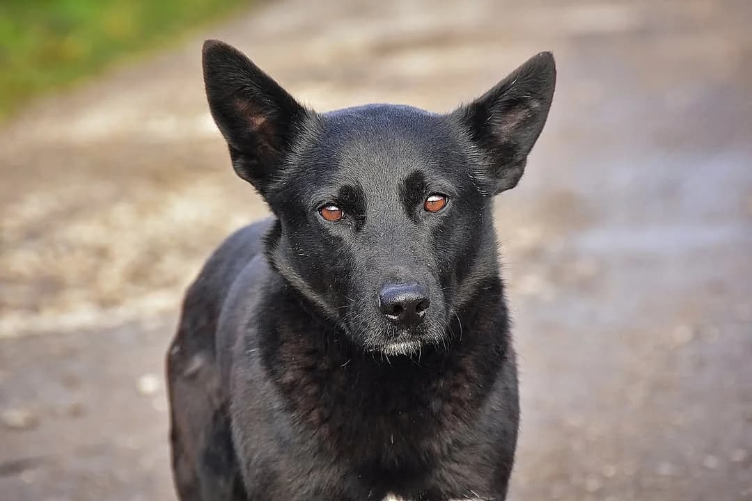 Danny,  Mixed Breed for adoption at Lucky Paws North Macedonia, Skopje