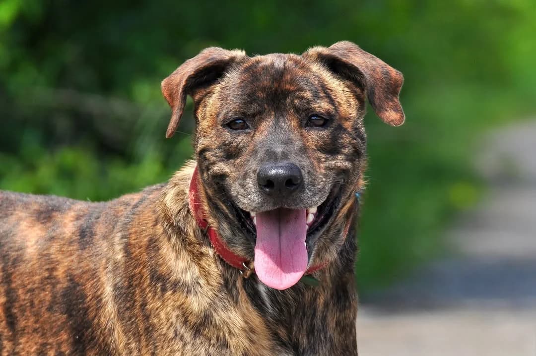 Darius, Mixed Breed (ÚVP Košice)