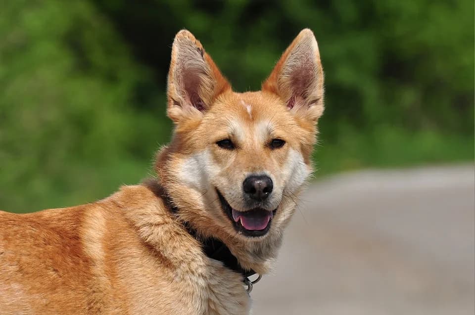 Darwin, Mixed Breed (ÚVP Košice)