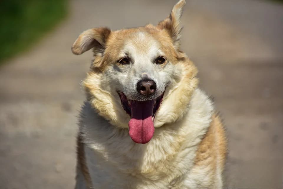 Dávid, Mixed Breed (ÚVP Košice)