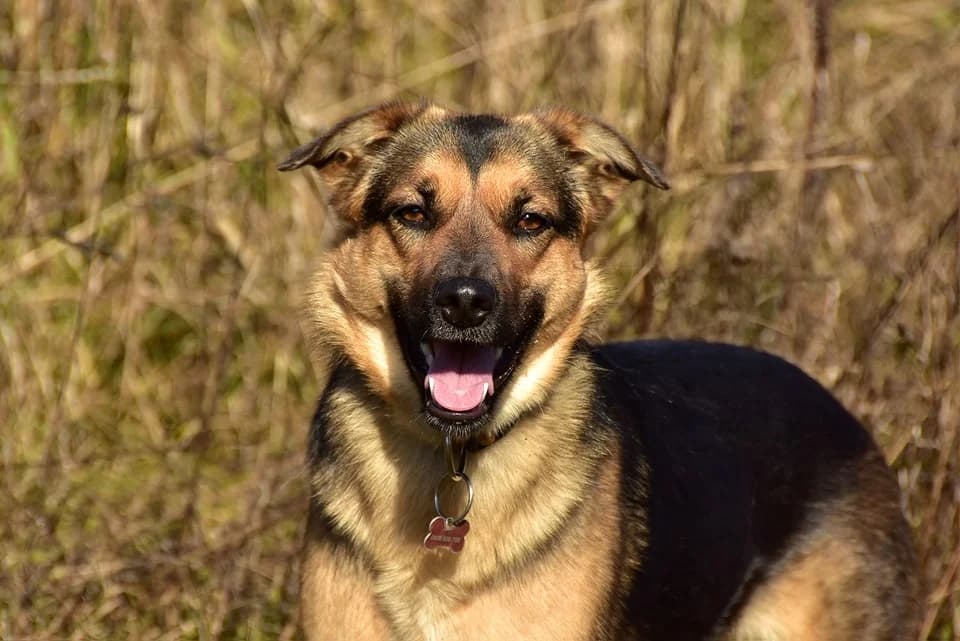 Delli, Mixed Breed (ÚVP Košice)