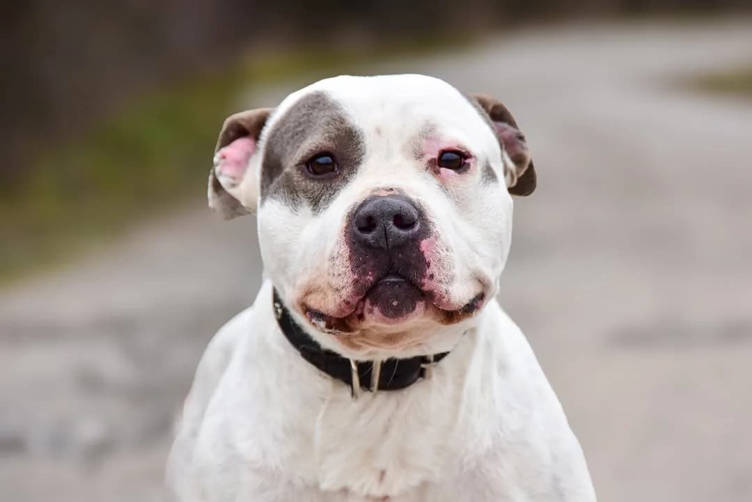 Denis, Mixed Breed (ÚVP Košice)