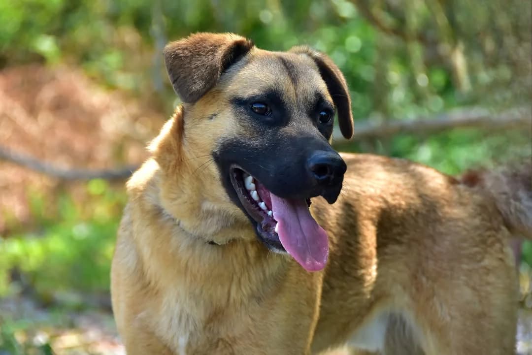 Deon, Mixed Breed (ÚVP Košice)