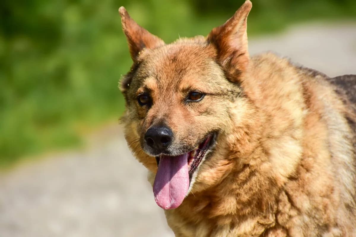 Django, male senior Mixed Breed for adoption at ÚVP Košice
