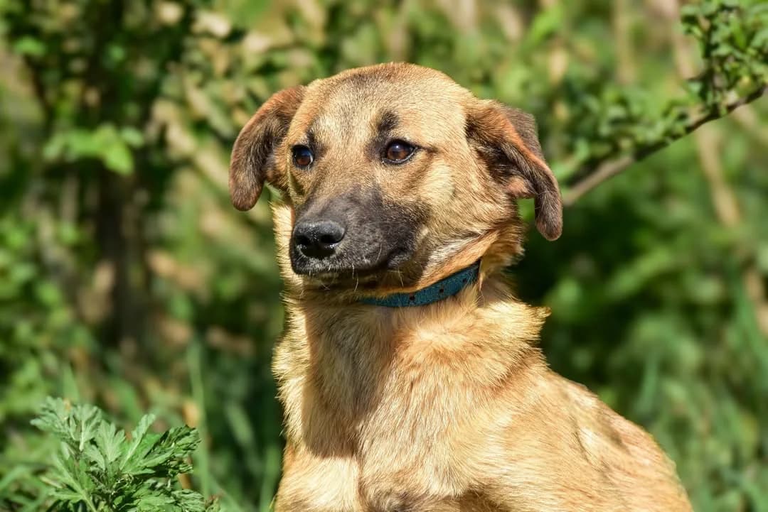 Dodko, Mixed Breed (ÚVP Košice)