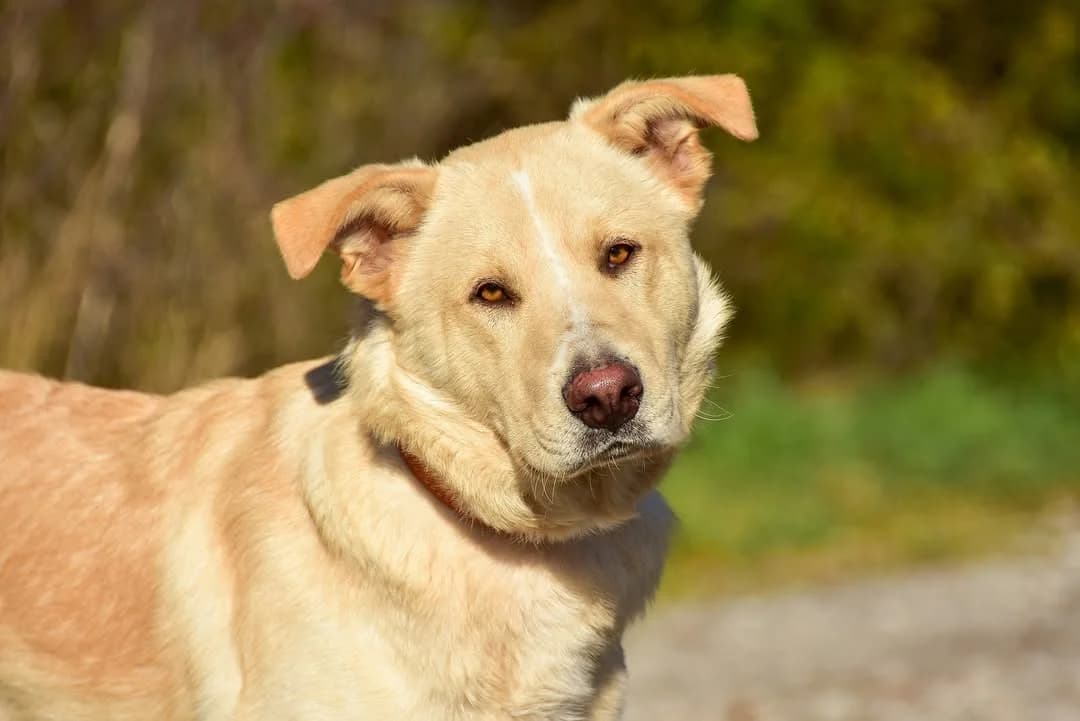 Doguš, Mixed Breed (ÚVP Košice)