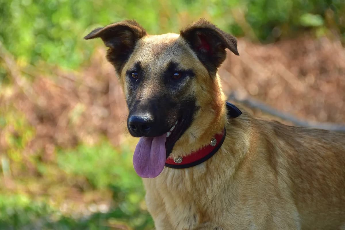 Dolfy, Mixed Breed (ÚVP Košice)