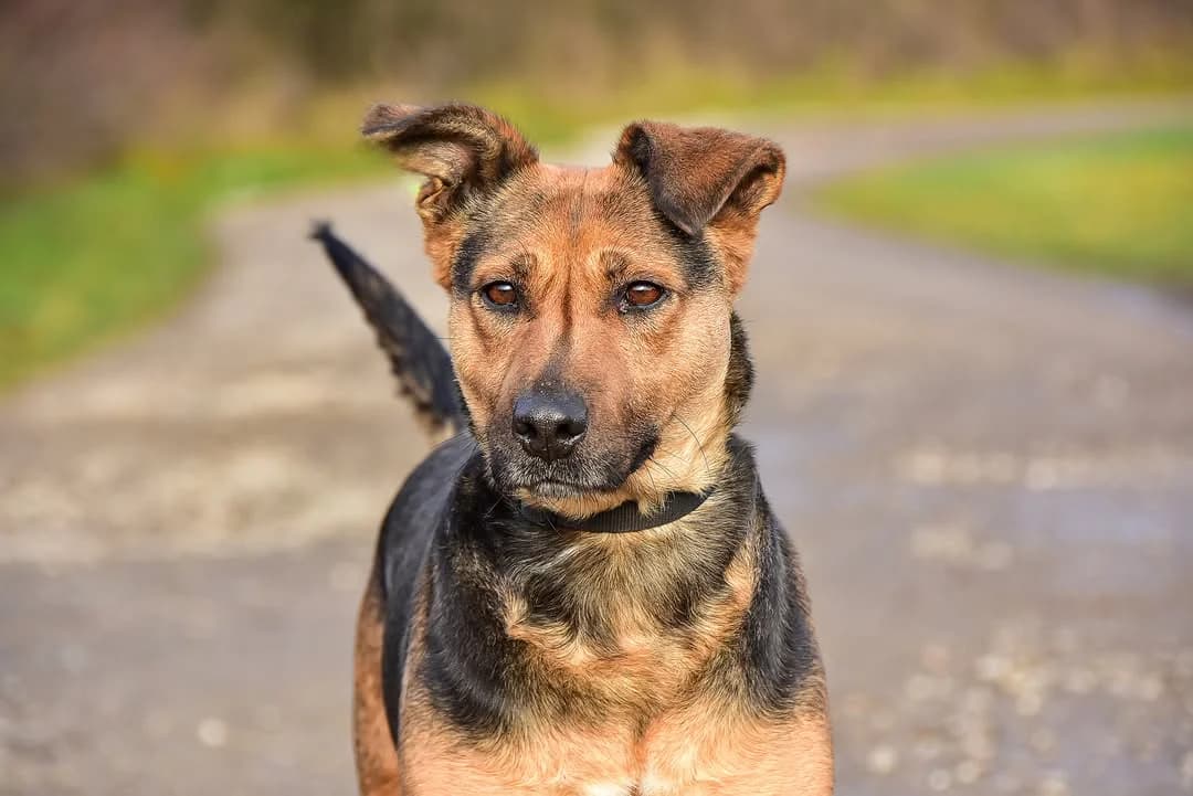 Doria, Mixed Breed (ÚVP Košice)