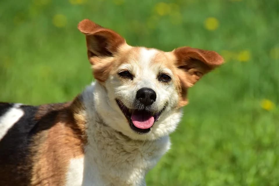 Dragon, Mixed Breed (ÚVP Košice)